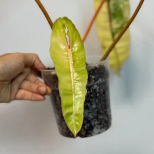 Philodendron Billietiae Variegated Live Plant - Rare Aroid Houseplant - Collector Plant - Image 5