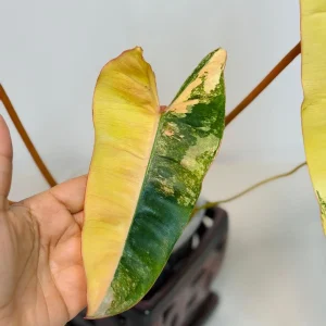 Philodendron Billietiae Variegated Live Plant – Rare Aroid Houseplant – Collector Plant - Image 6