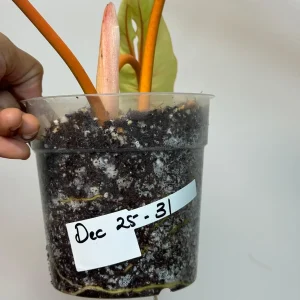 Philodendron Billietiae Variegated Live Plant - Rare Aroid Houseplant - Collector Plant - Image 6