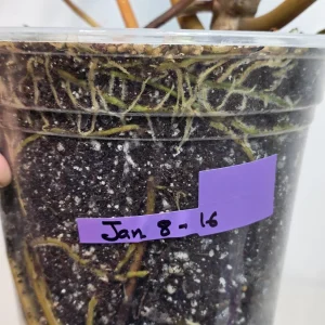 Philodendron Billietiae Variegated Live Plant - Rare Indoor Aroid Collector Plant - Image 7