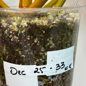 Philodendron Billietiae Variegated Live Plant – Rare Aroid Houseplant – Large Leaves – Collector Plant - Image 8