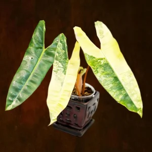 Philodendron Billietiae Variegated Live Plant – Rare Aroid Houseplant – Large Leaves - Image 1