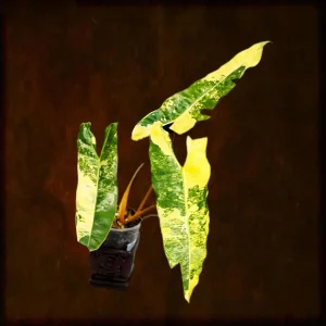 Philodendron Billietiae Variegated Live Plant – Rare Aroid Houseplant – Large Leaves - Image 9