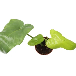 Philodendron Bipennifolium Aurea Live Plant – 4 inch Pot – Indoor Foliage - Image 2
