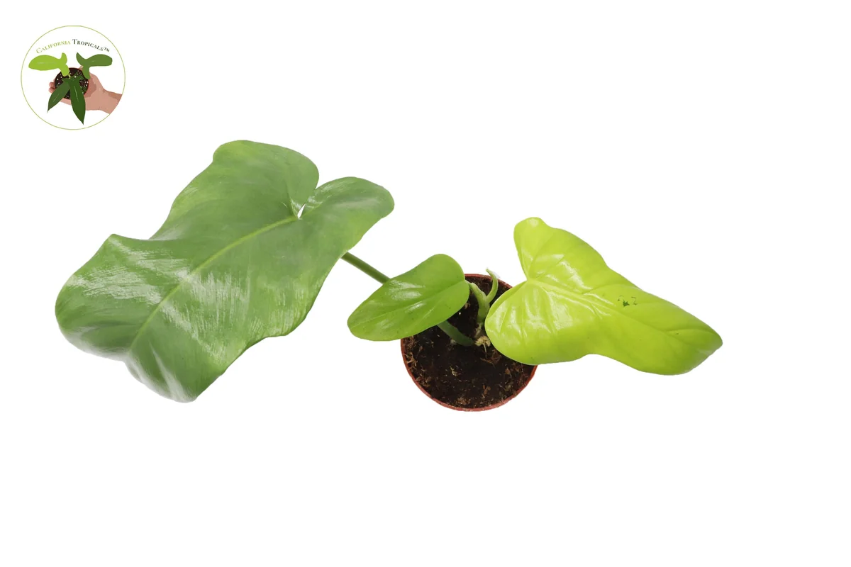 Philodendron Bipennifolium Aurea Live Plant – 4 inch Pot – Indoor Foliage - Image 2