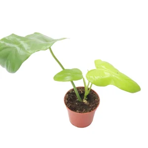 Philodendron Bipennifolium Aurea Live Plant – 4 inch Pot – Indoor Foliage - Image 1