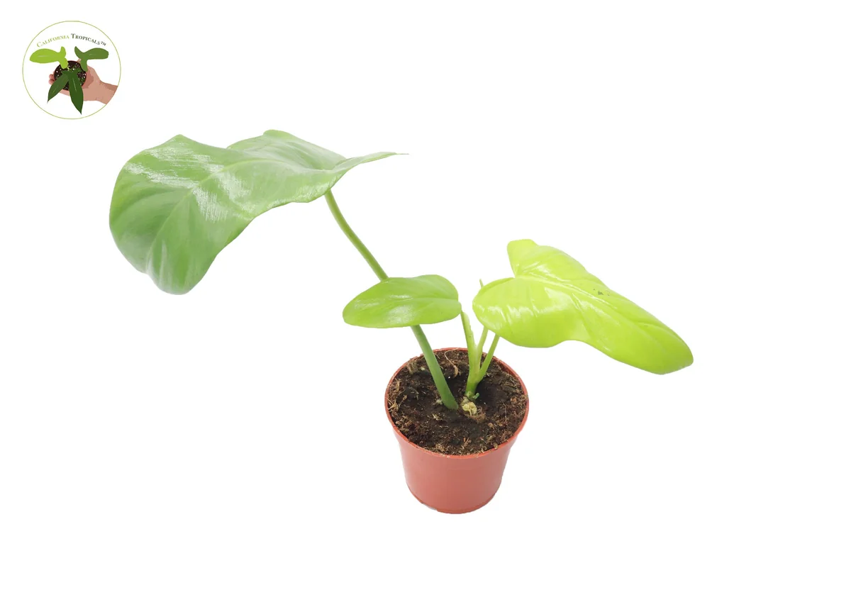Philodendron Bipennifolium Aurea Live Plant – 4 inch Pot – Indoor Foliage - Image 1