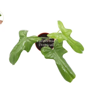 Philodendron Bipennifolium Live Plant – 4 inch Pot – Indoor Tropical Houseplant - Image 2