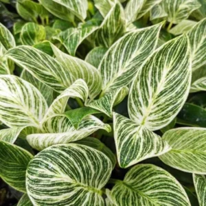 Philodendron Birkin Live Plant – Indoor Houseplant – Starter Plant - Image 1