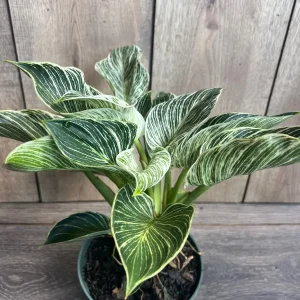 Philodendron Birkin Live Plant – Variegated Houseplant in 6 inch Pot – Indoor - Image 2