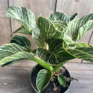 Philodendron Birkin Live Plant – Variegated Houseplant in 6 inch Pot – Indoor - Image 3