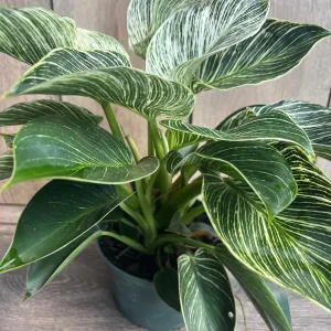 Philodendron Birkin Live Plant – Variegated Houseplant in 6 inch Pot – Indoor - Image 1