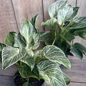 Philodendron Birkin Live Plant – Variegated Houseplant in 6 inch Pot – Indoor - Image 7