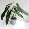 Philodendron Black Billietiae Starter Plant - Live Aroid Houseplant - Image 1