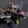 Philodendron Black Cardinal XL Live Plant – Potted Houseplant – Indoor - Image 1