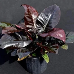 Philodendron Black Cardinal XL Live Plant – Potted Houseplant – Indoor - Image 1