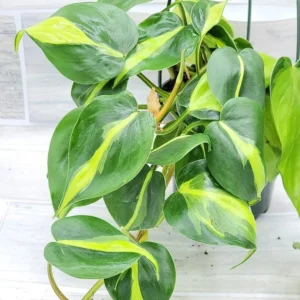 Philodendron Brasil Live Plant – 4-6 inch Tall – Potted Houseplant Indoor - Image 2