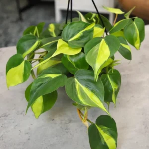 Philodendron Brasil Live Plant – 4-6 inch Tall – Potted Houseplant Indoor - Image 1