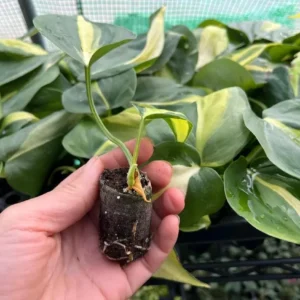 Philodendron Brasil Live Plant – 4-6 inch Tall – Potted Houseplant Indoor - Image 4