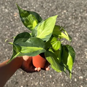 Philodendron Brasil Live Plant – 4 inch Nursery Pot – Vining Indoor Plant - Image 2