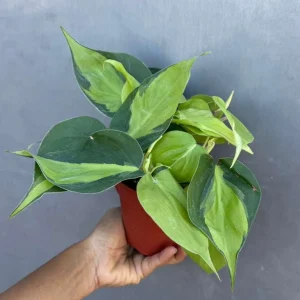 Philodendron Brasil Live Plant – 4 inch Nursery Pot – Vining Indoor Plant - Image 4
