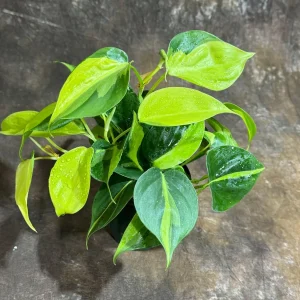 Philodendron Brasil Live Plant – 4 inch Nursery Pot – Vining Indoor Plant - Image 4
