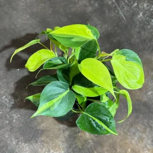 Philodendron Brasil Live Plant – 4 inch Nursery Pot – Vining Indoor Plant - Image 7