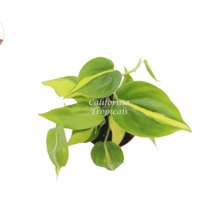 Philodendron Brasil Live Plant - 4 Inch Potted Indoor Houseplant - Image 2