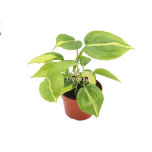 Philodendron Brasil Live Plant - 4 Inch Potted Indoor Houseplant - Image 1