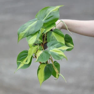 Philodendron Brasil Live Plant – Variegated Houseplant – 4 inch Nursery Pot – Low Light Indoor - Image 1