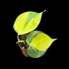 Philodendron Brasil Starter Plant - Live Houseplant - 1.5" Nursery Pot - Image 1
