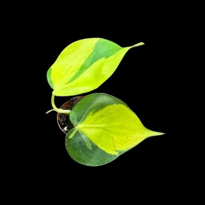 Philodendron Brasil Starter Plant - Live Houseplant - 1.5