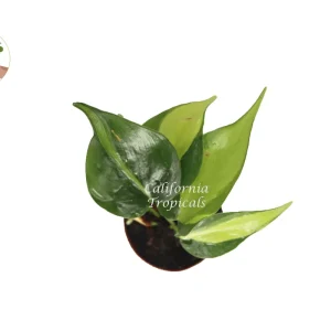 Philodendron Brazil Live Plant - 2 inch Potted Houseplant, Indoor & Outdoor - Image 2