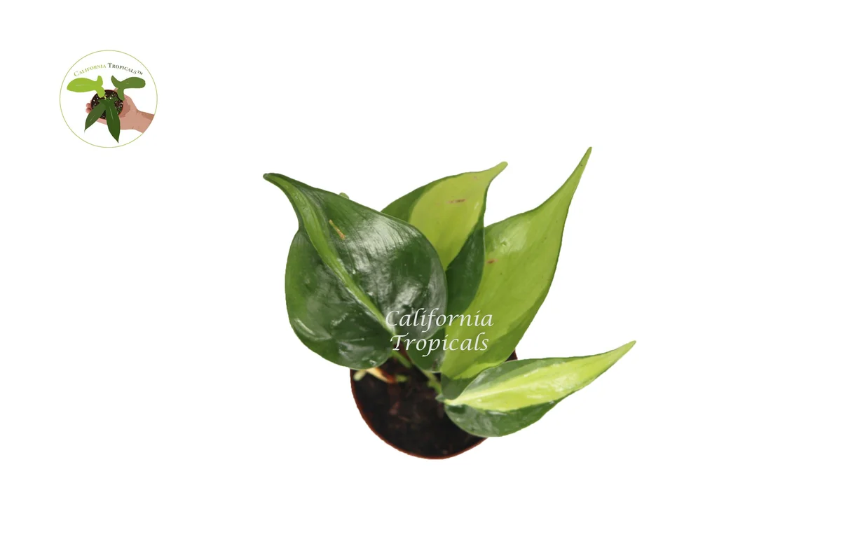 Philodendron Brazil Live Plant - 2 inch Potted Houseplant, Indoor & Outdoor - Image 2