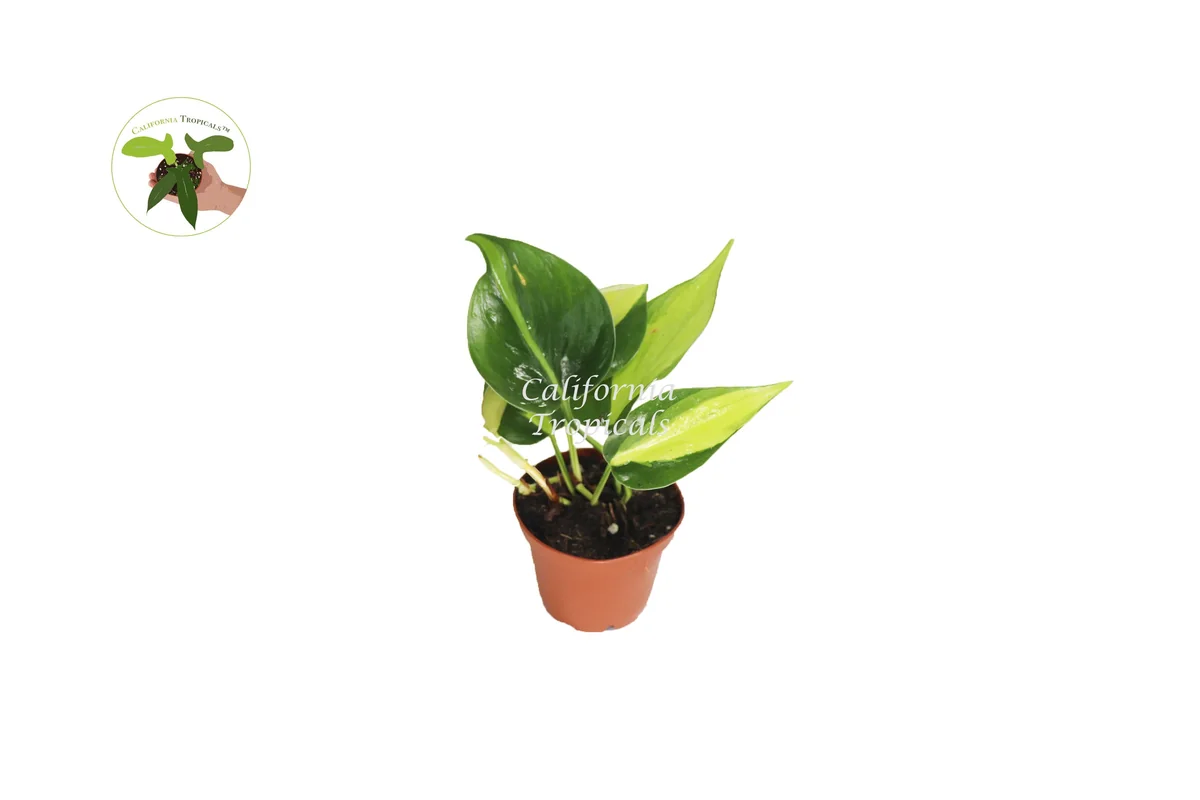 Philodendron Brazil Live Plant - 2 inch Potted Houseplant, Indoor & Outdoor - Image 1