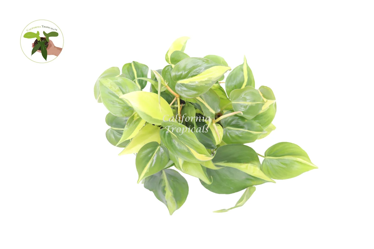 Philodendron Brazil Live Plant – 6 inch Potted Houseplant – Indoor Vining Plant - Image 2