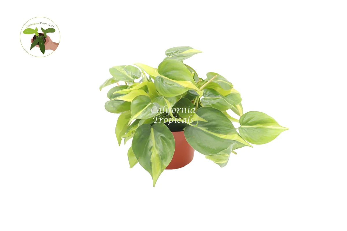 Philodendron Brazil Live Plant – 6 inch Potted Houseplant – Indoor Vining Plant - Image 1