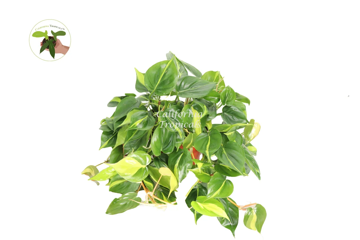 Philodendron Brazil Live Plant – 8 inch Potted Houseplant – Indoor Vining Plant - Image 2