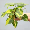 Philodendron Brazil Live Plant – Variegated Houseplant – 4 inch Nursery Pot – Indoor - Image 1