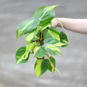 Philodendron Brazil Live Plant – Variegated Houseplant – 4 inch Nursery Pot – Indoor - Image 2