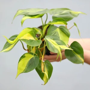 Philodendron Brazil Live Plant – Variegated Houseplant – 4 inch Nursery Pot – Indoor - Image 1