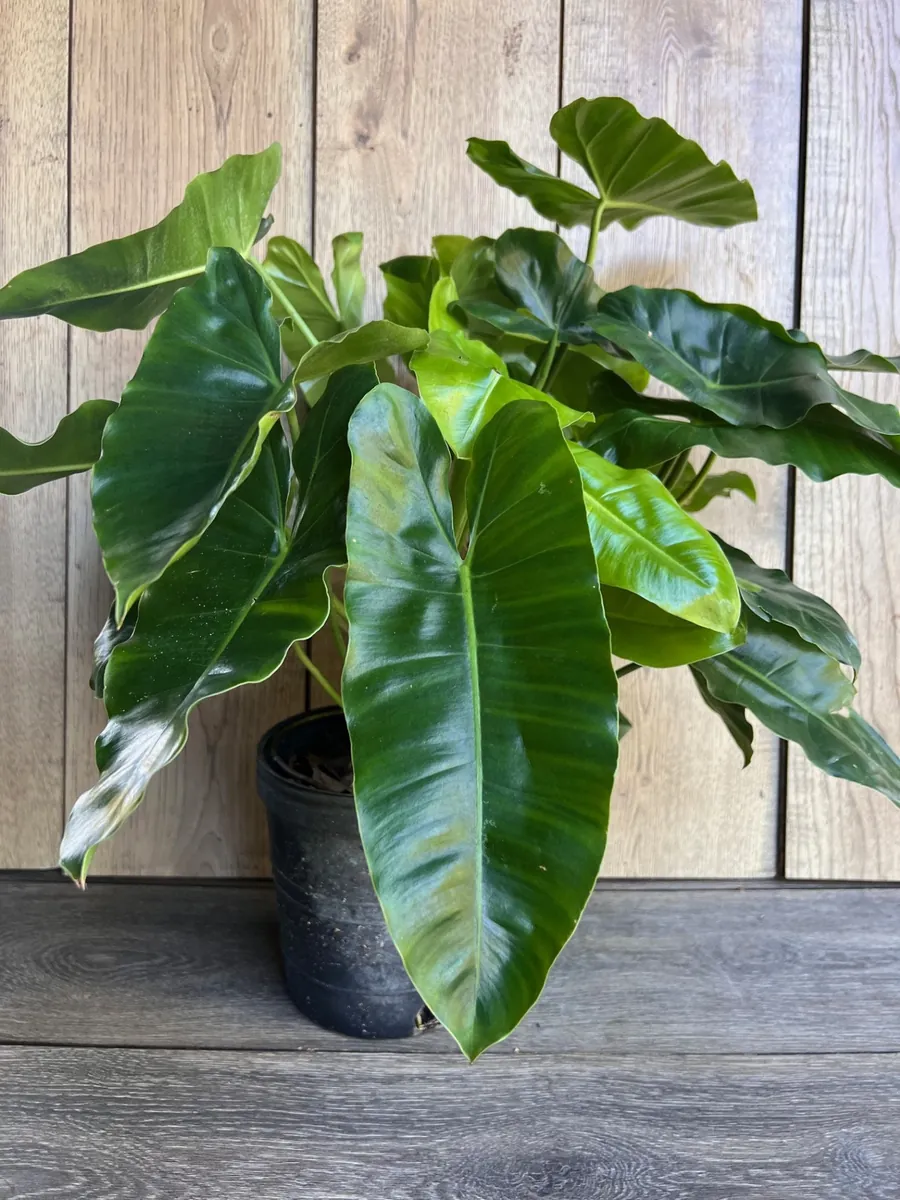 Philodendron Burle Marx Live Plant – 6 inch Pot – Indoor Tropical Foliage - Image 2