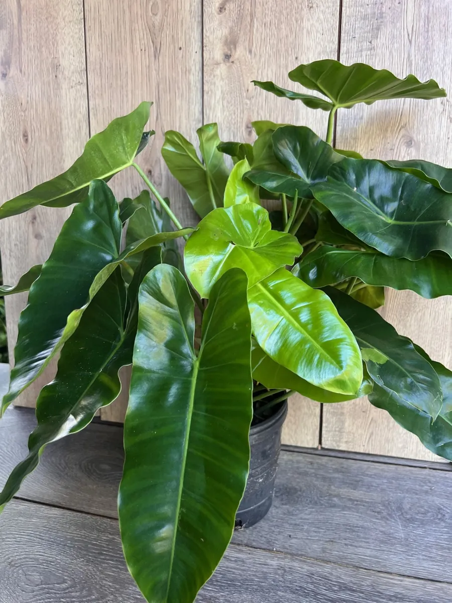 Philodendron Burle Marx Live Plant – 6 inch Pot – Indoor Tropical Foliage - Image 3
