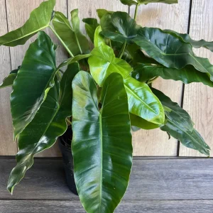 Philodendron Burle Marx Live Plant – 6 inch Pot – Indoor Tropical Foliage - Image 1