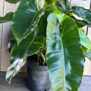 Philodendron Burle Marx Live Plant – 6 inch Pot – Indoor Tropical Foliage - Image 4