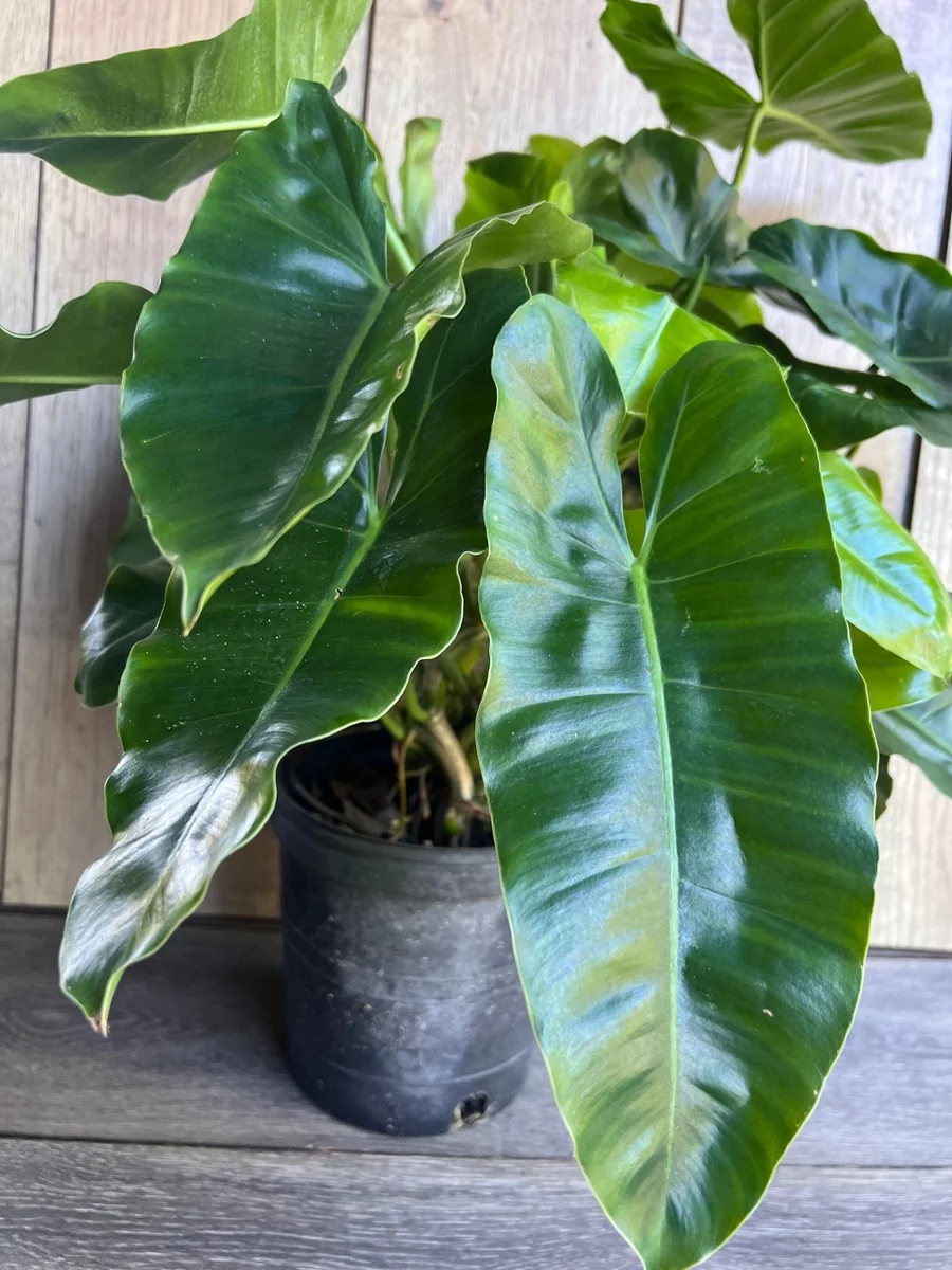 Philodendron Burle Marx Live Plant – 6 inch Pot – Indoor Tropical Foliage - Image 4
