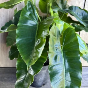Philodendron Burle Marx Live Plant – 6 inch Pot – Indoor Tropical Foliage - Image 5