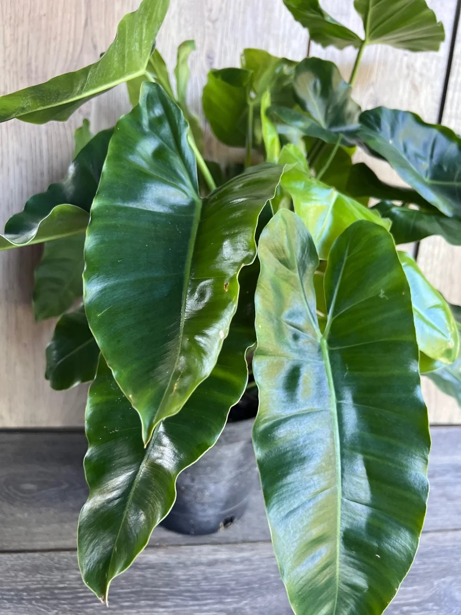 Philodendron Burle Marx Live Plant – 6 inch Pot – Indoor Tropical Foliage - Image 5