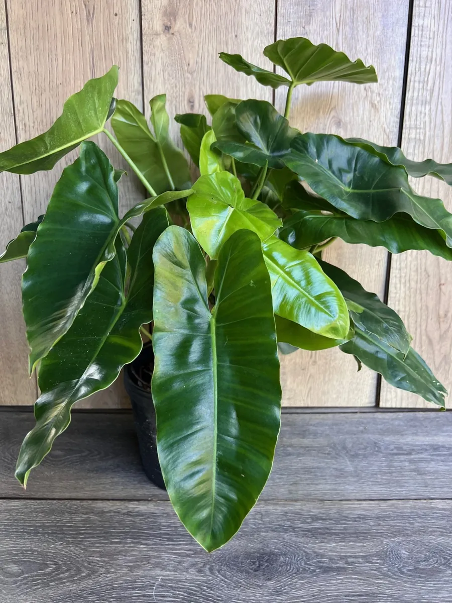 Philodendron Burle Marx Live Plant – 6 inch Pot – Indoor Tropical Foliage - Image 1