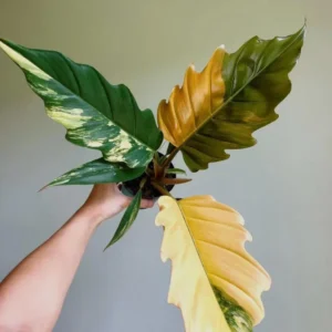 Philodendron Carmel Marble Pluto Live Plant – 2 inch Pot – Indoor Houseplant - Image 1